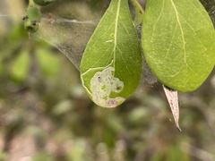 Eucosmophora manilkarae
