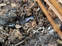 Platydracus violaceus