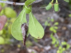 Eucosmophora manilkarae