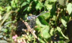 Micrathyria longifasciata
