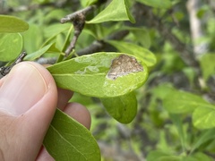 Eucosmophora manilkarae