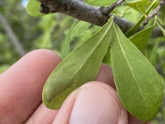Eucosmophora manilkarae