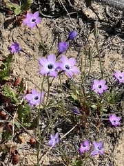 Gilia tenuiflora tenuiflora