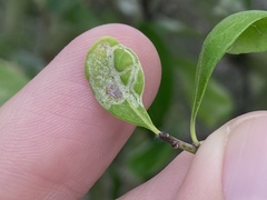 Eucosmophora manilkarae