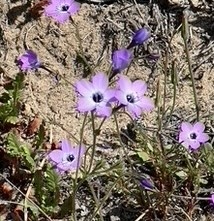 Gilia tenuiflora tenuiflora