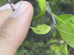 Eucosmophora manilkarae