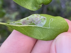 Eucosmophora manilkarae