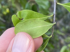 Eucosmophora manilkarae