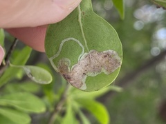 Eucosmophora manilkarae