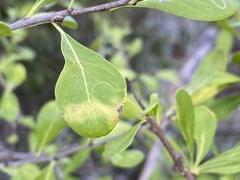 Eucosmophora manilkarae