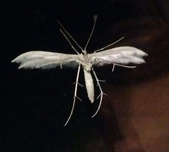 Pterophorus pentadactyla