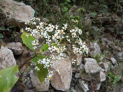 Schistocarpha liebmannii