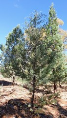 Callitris columellaris