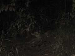 Paleosuchus trigonatus