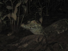 Paleosuchus trigonatus