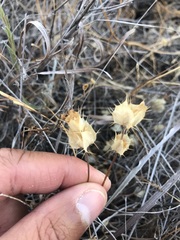 Acanthomintha duttonii