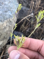 Cordylanthus pilosus pilosus