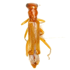 Isohydnocera brunnea