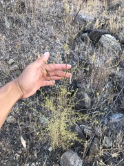 Cordylanthus pilosus pilosus