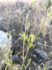 Cordylanthus pilosus pilosus