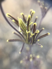 Cordylanthus pilosus pilosus