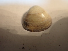 Laevicardium substriatum