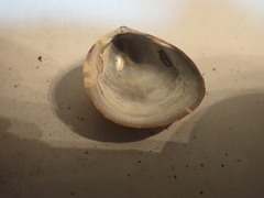 Laevicardium substriatum