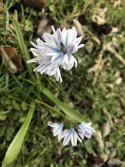 Puschkinia