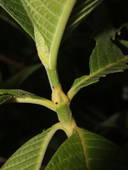 Psychotria micrantha