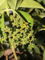 Psychotria micrantha