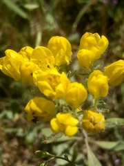 Haplophyllum coronatum