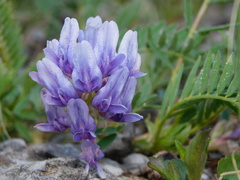 Astragalus bibullatus