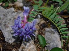 Astragalus bibullatus