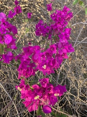 Bougainvillea