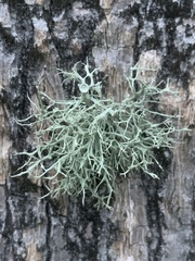 Ramalina stenospora