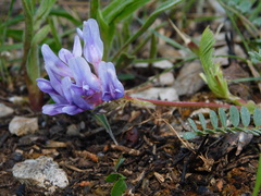 Astragalus bibullatus