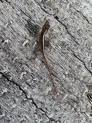 Anolis pulchellus
