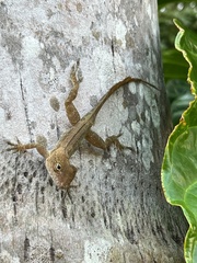 Anolis pulchellus