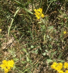 Haplophyllum coronatum