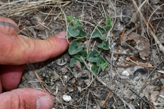 Aristolochia secunda