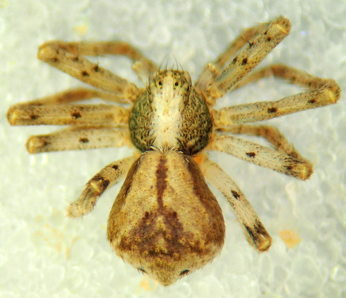 Philodromus rufus nuotrauka
