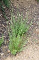 Sairocarpus multiflorus