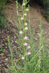 Sairocarpus multiflorus