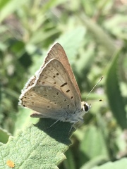 Tharsalea xanthoides