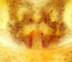 Philodromus josemitensis