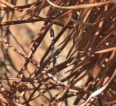 Stenoptilodes littoralis