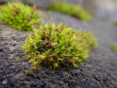 Schistidium maritimum