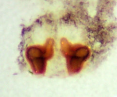 Philodromus josemitensis