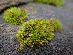 Schistidium maritimum