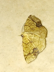 Nematocampa arenosa